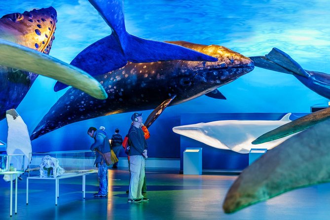 Whales of Iceland from Land and Sea - Who will enjoy this most