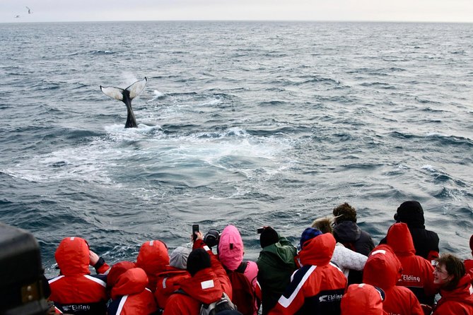 Winter Whale Watching and Northern Lights Cruise from Reykjavik - What the wildlife guarantee really means
