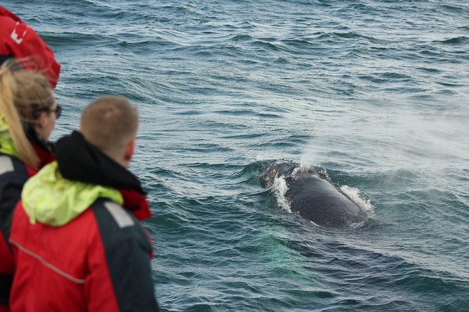 Winter Whale Watching and Northern Lights Cruise from Reykjavik - Comfort, commentary, and what to bring