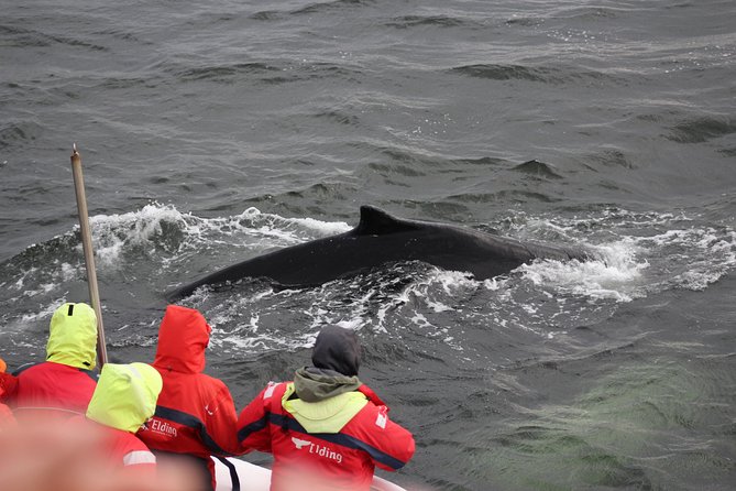 Winter Whale Watching and Northern Lights Cruise from Reykjavik - Who will get the most from this package