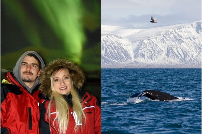 Winter Whale Watching and Northern Lights Cruise from Reykjavik - The afternoon whale watching cruise