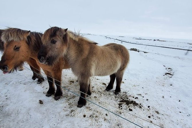 Your private golden circle tour with a personal guide - Efstidalur and Friðheimar may shape the middle of the day